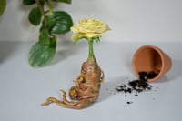 Image 2 of Rose Mandrake - Sweet Pea