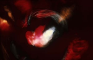 Image of Dancing Dove