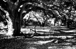 Image of Tree Tunnel