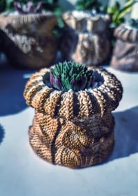 Image 1 of TeraPullover small Sempervivum (με παχύφυτο)