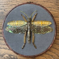 Image 4 of Grasshopper (6 inches) 