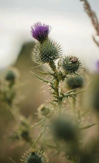 Image 1 of Moment Scotland Girl 
