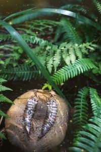 Image 3 of Fern Portal Earrings 