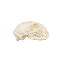  Real American Badger Skull