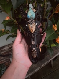 Image 13 of Spellbound adorned coyote skull 