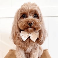 Image 3 of AUDREY BOW