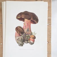 Image 6 of Planches De Champignons 