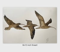 Image 1 of Curlew in Flight 