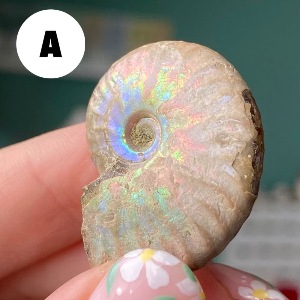 Image of Ammonite Shell