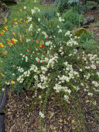 Image 2 of Buckbrush: Ceanothus cuneatus