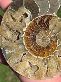 Image 3 of Ammonite Fossil Pair | Madagascar #2896