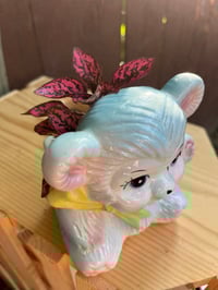 Image 4 of Polka Dot Plant in Blue Teddy