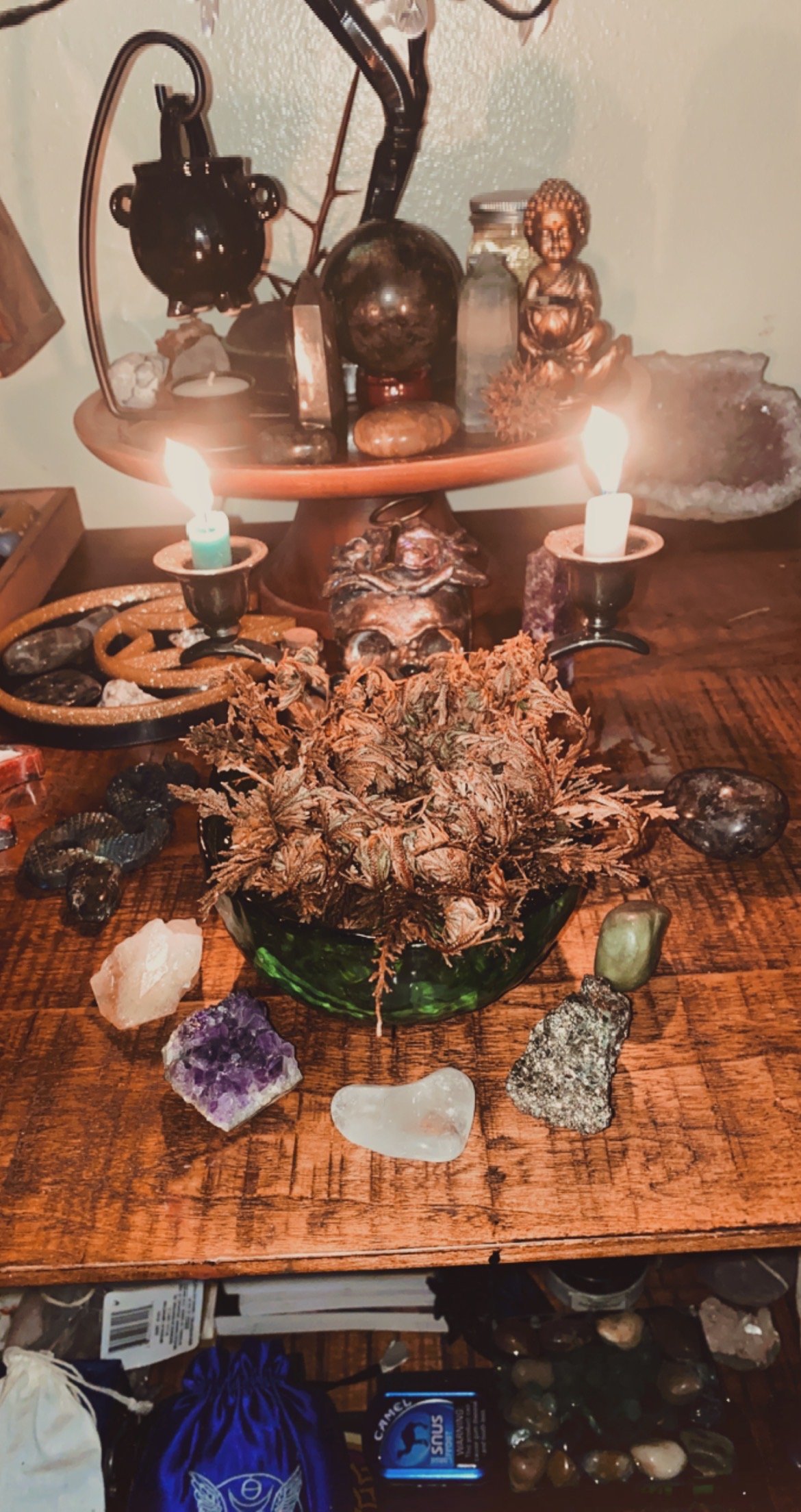 Image of Rose Of Jericho (Resurrection Plant)