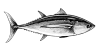 Albacore Black And White 8" X 8"