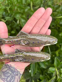 Image 2 of Brook Trout