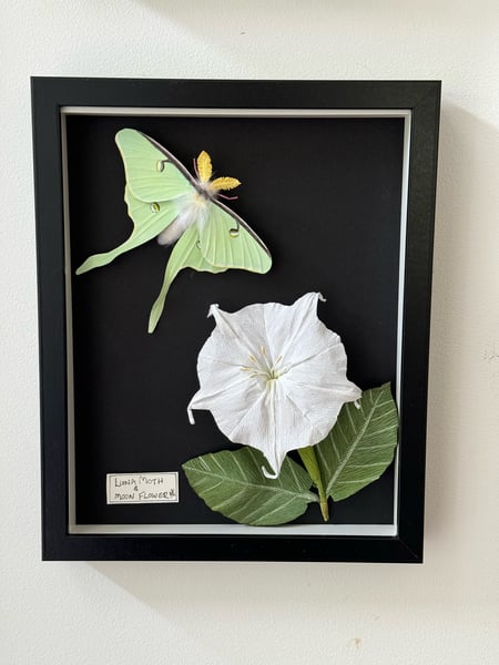 Image of Luna Moon moth and moon flower for Andrea