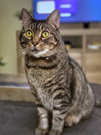 Image 4 of Custom Loaf Cat - Made to Order