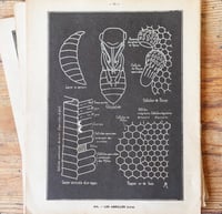 Image 4 of Planche histoire naturelle en noir & blanc