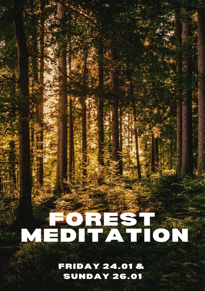 Image of Forest meditation 