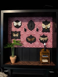 Image 4 of Moth gallery wall