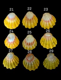 Image 6 of Chunky links necklace - with sunrise shell