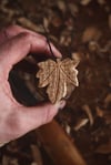 Sycamore leaf.