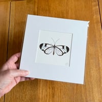 Glasswing Butterfly - Giclee Print