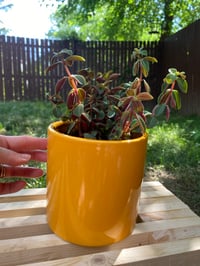 Image 5 of Red Log Peperomia in Yellow Gold "Killing It" Pot