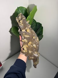 Image 1 of XXL SWEETWATER CALCITE WITH PYRITE -MISSOURI- PORCUPINE POCKET 2025 A