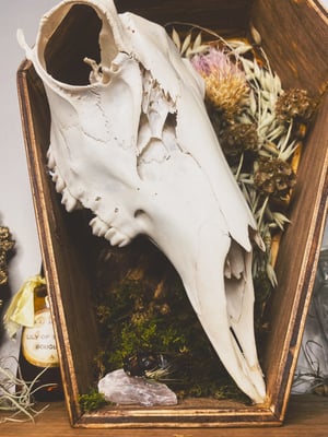 Image of Deer Skull Coffin