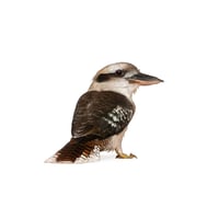 Australian Kookaburra 