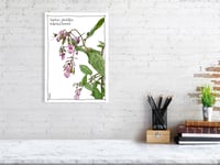 Image 1 of Impatiens glandulifera