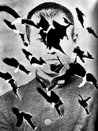 Image 12 of Shuji Terayama - Phototeque Imaginaire
