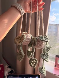 Image 1 of Hanging Plant 