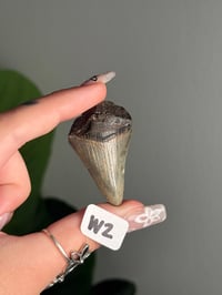 Image 23 of SMALL MEGALODON TEETH -SOUTH CAROLINA- CHOOSE YOUR OWN LOT 2 