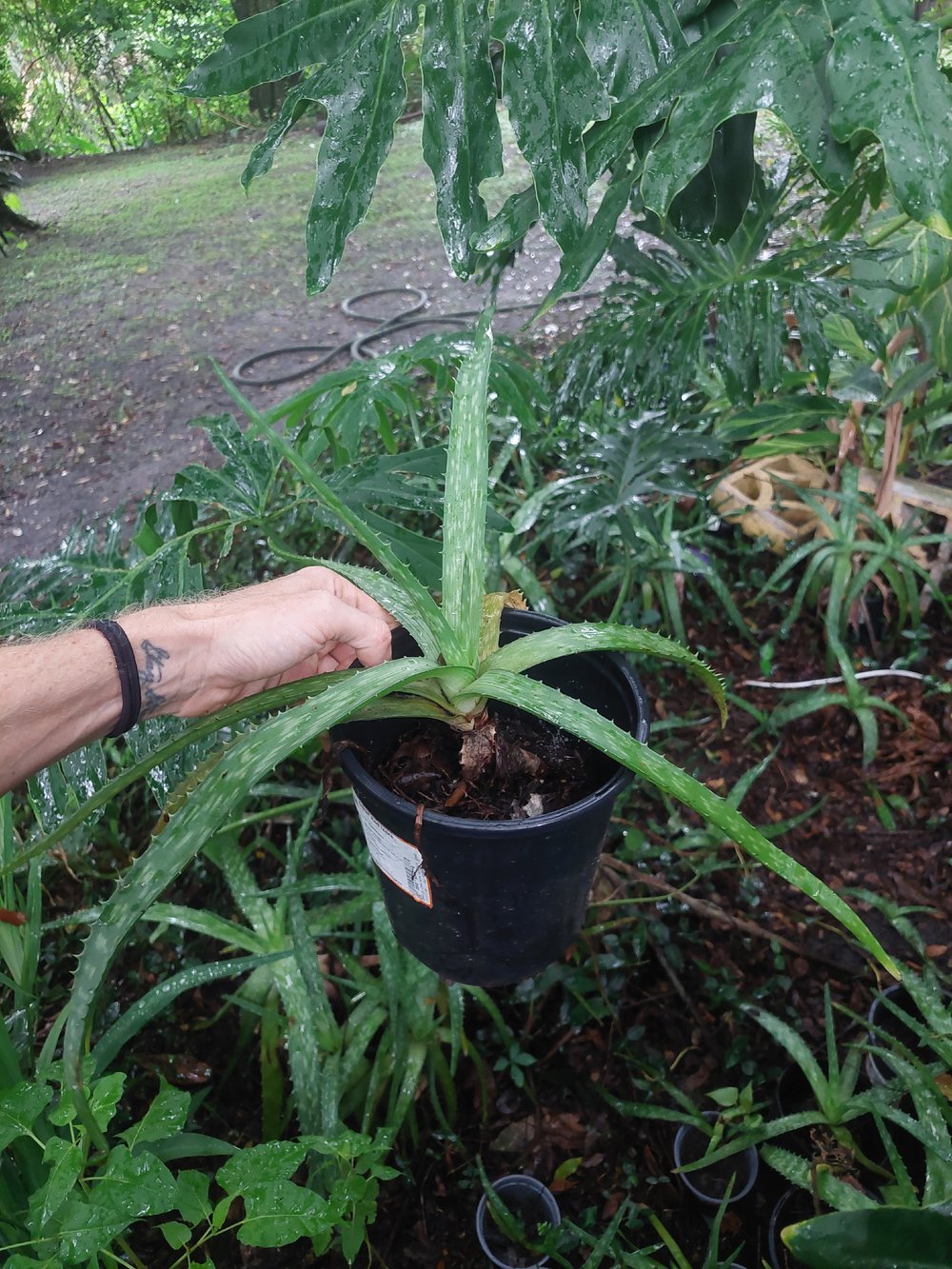 Image of  PLANTS ALOE🪴🪴🪴🪴