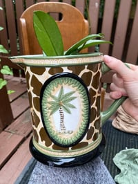 Image 1 of Hoya Pubicalyx in Large Giraffe Palm Pitcher