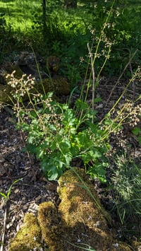 Image 3 of Smallflowered Alumroot : Heuchera micrantha  