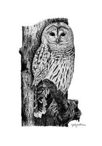 Image of barred owl limited edition print