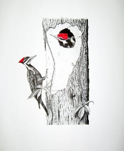 Image of pileated woodpecker limited edition print