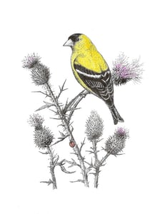 Image of american goldfinch print