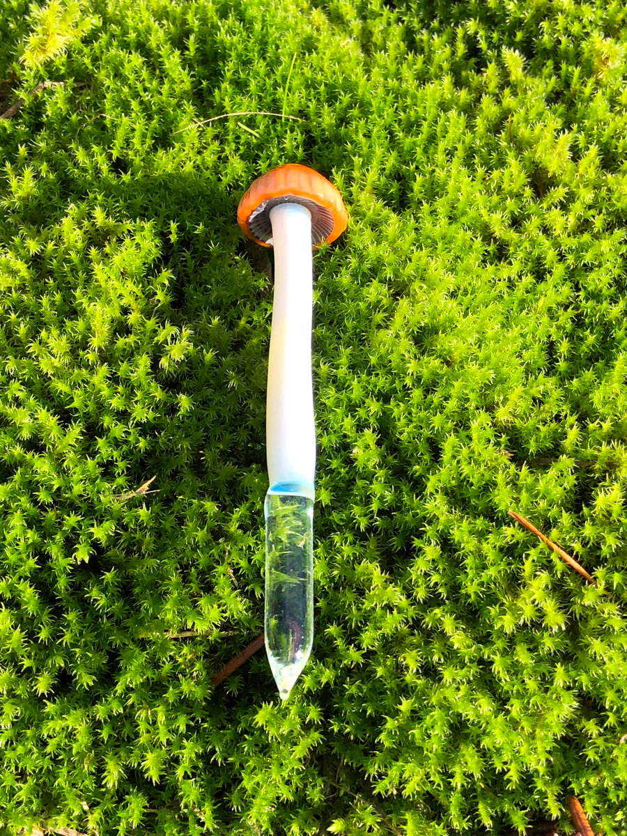 Image of Orange Cap Mushroom Plant Spike