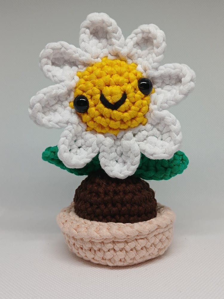 Image of Daisy Flower 