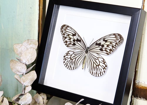 Image of Idea butterfly specimen