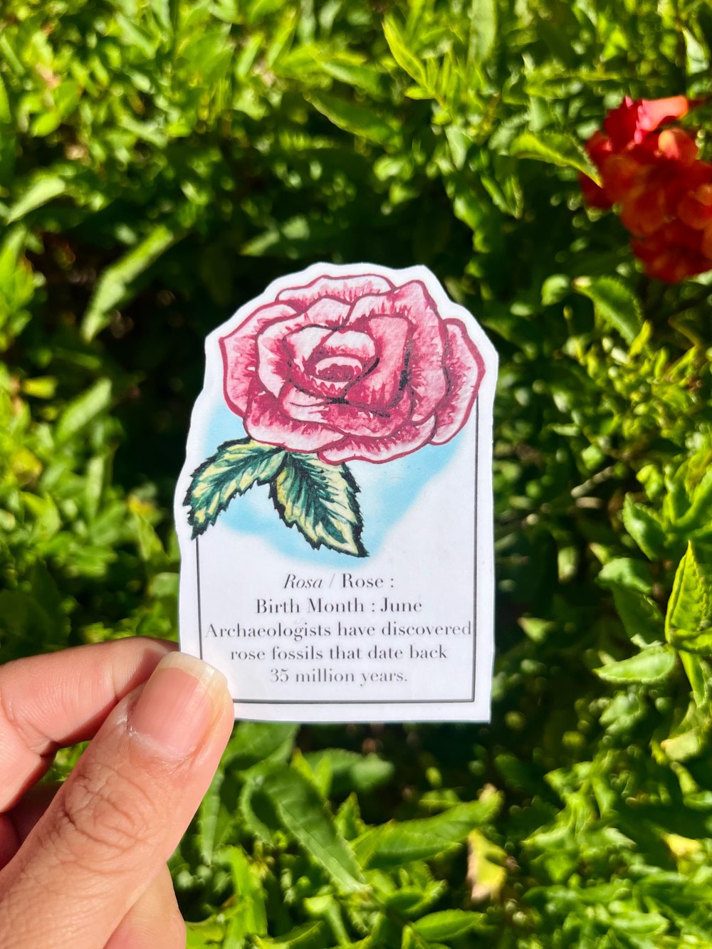 June Birth Month Flower Waterproof Vinyl Sticker 