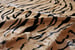 Image of 676685001436 Togo Tiger on Natural