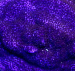 Image of CC Purple Haze Monti