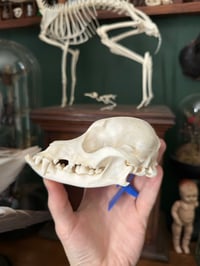 Image 2 of Pathological Dog Skull 1