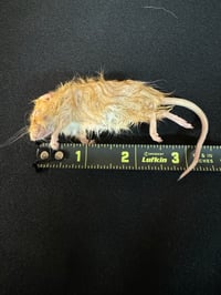 Image 1 of Small Mouse 