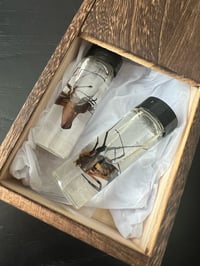 Golden orb weaver Spider wet specimens. 2 per case